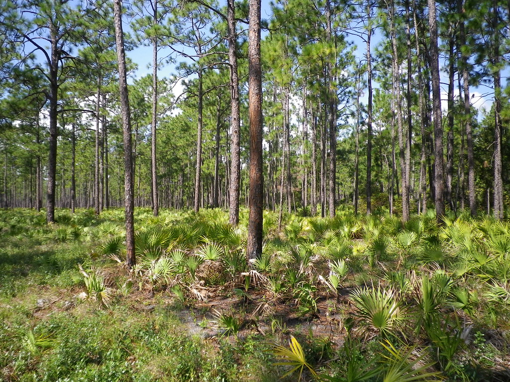 Tall southern pines in a longleaf forest stand