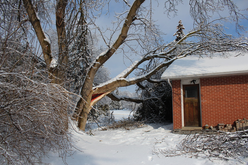 Large tree fallen onto the roof of a house after a storm