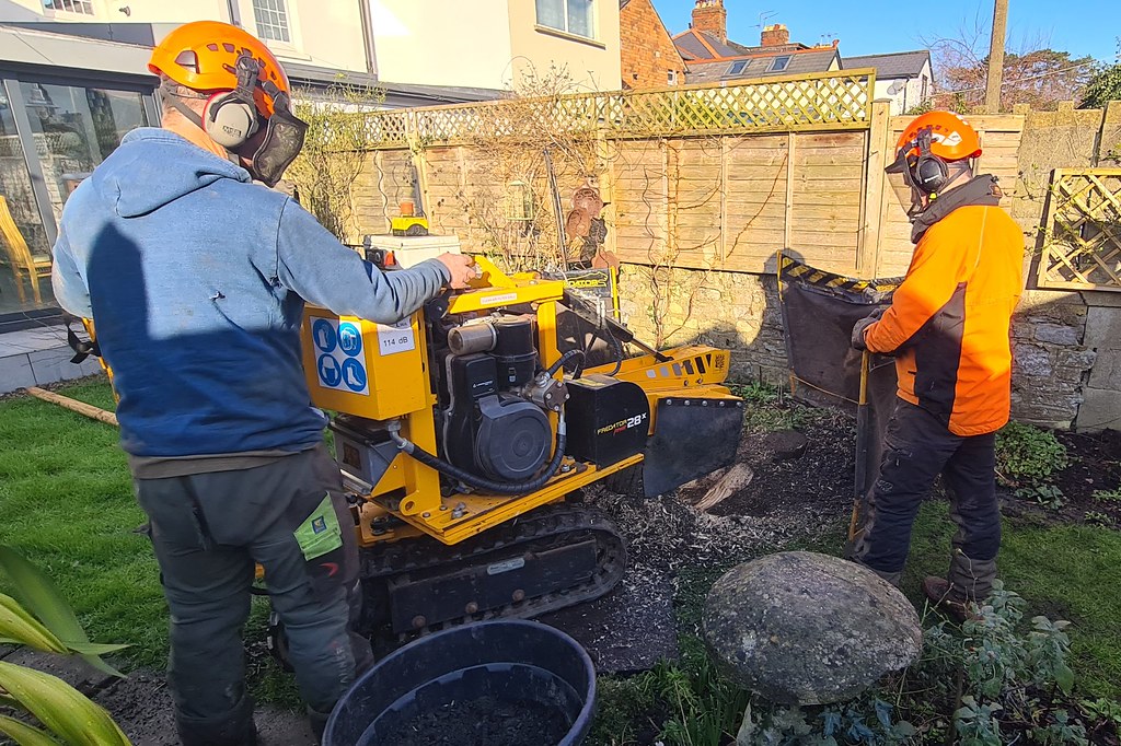 Stump grinder machine cutting a tree stump below grade
