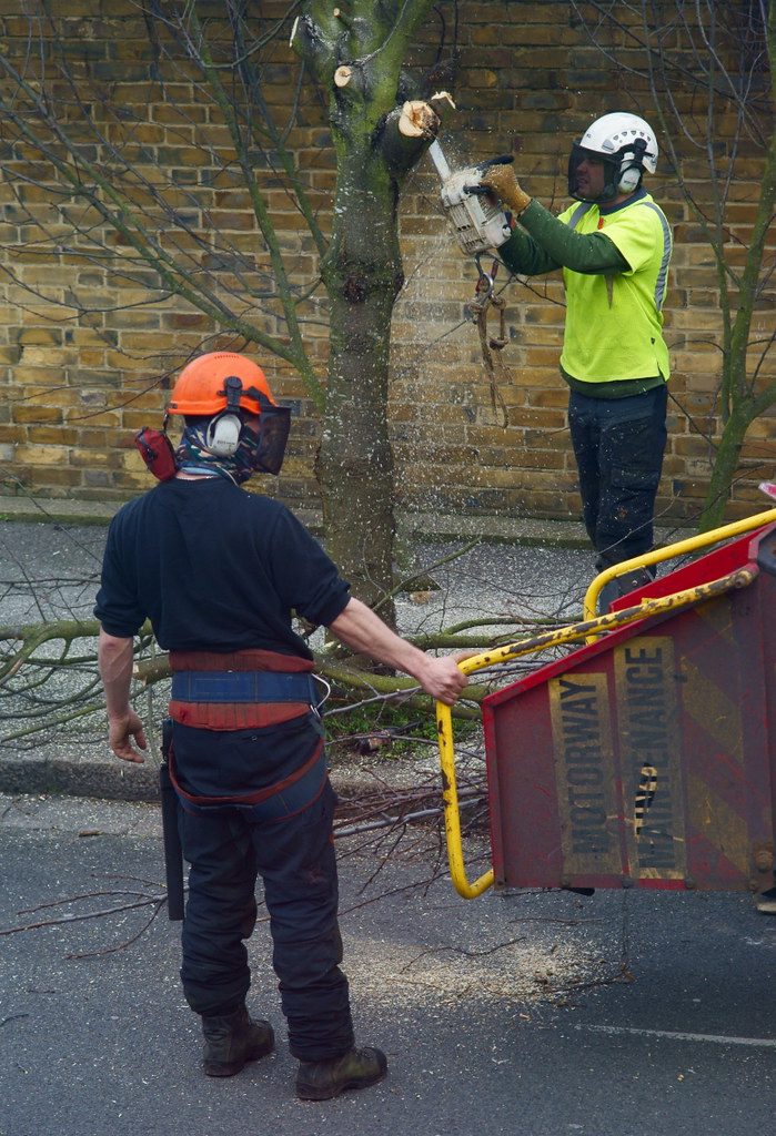 Worker pruning limbs in a tree canopy
